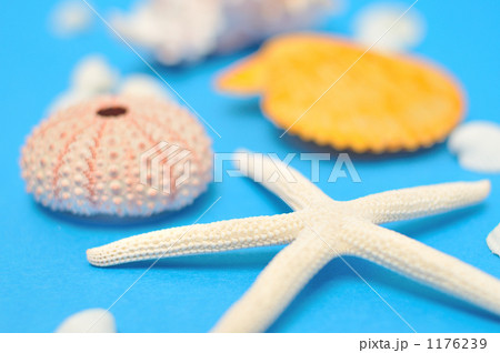 「夏の波打ち際イメージにいかが?」の写真素材 「夏の波打ち際イメージにいかが?」の写真素材