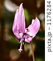 カタクリの花