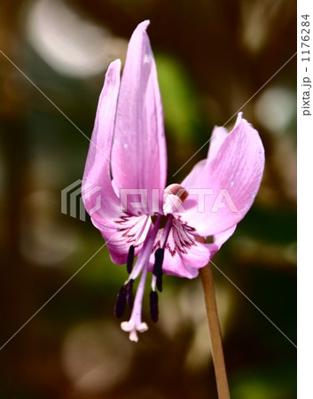 「カタクリの花」の写真素材 「カタクリの花」の写真素材