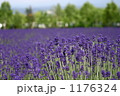 1176324