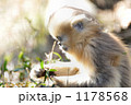 キンシコウ 猿 動物園