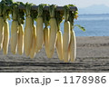 三浦海岸の冬の風物　大根干し