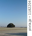 鎮守の森