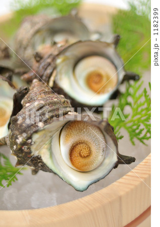 「春の食材と言えばサザエ。」の写真素材