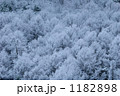 雪の落葉松林