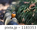 1183353