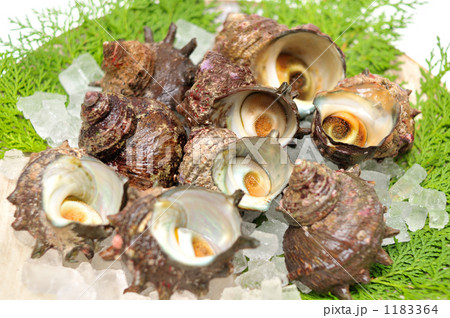 「サザエの食材イメージに。」の写真素材