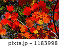 ハウチワカエデ紅葉