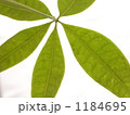 パキラ