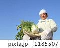 冬野菜と中年の農夫