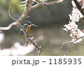 カワセミと桜④