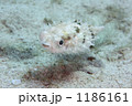 ハリセンボンの幼魚