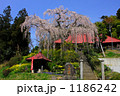 大聖寺の紅しだれ桜