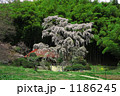雪村庵の枝垂れ桜