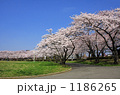 開成山公園の桜
