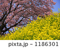 菜の花とサクラ