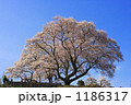 弘法桜（三春町）