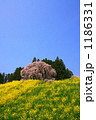 合戦場のしだれ桜（二本松市）