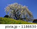 蛇塚のしだれ桜（田村市）