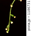 自然薯の花