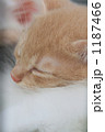 眠る子猫
