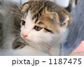 とても愛らしい子猫