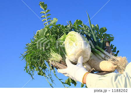 「採れたて冬野菜」の写真素材