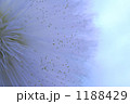 白いフサフサ