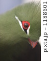 1188601
