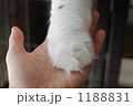 猫と人の手