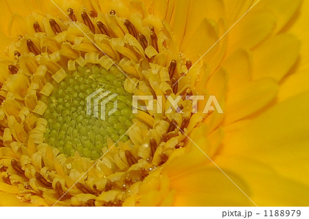 「花 ガーベラ 黄色 春 花びら 」の写真素材