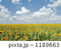 タカレナ0286