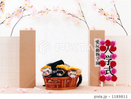 フェレットの入学式