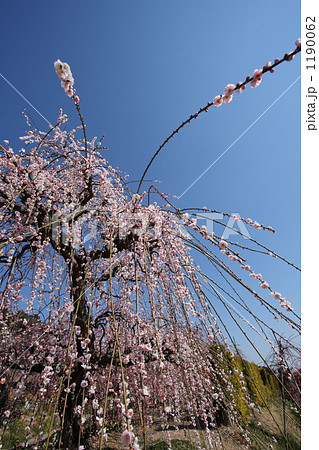 「昇竜しだれ梅 青空 浜松 」の写真素材 「昇竜しだれ梅 青空 浜松 」の写真素材