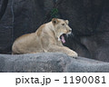 メスライオン ライオン 動物