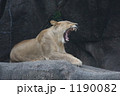メスライオン 動物 陸の哺乳類