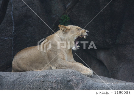 メスライオン ライオン 動物