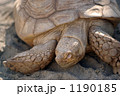 横浜市立野毛山動物園で睡眠中のエジプトリクガメ。
