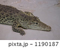 横浜市立野毛山動物園内のキューバワニ。