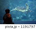 江ノ島水族館の亀を見ている男の子
