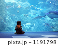 江ノ島水族館の亀を見ている男の子