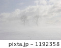 地吹雪の丘に立つ２本の木