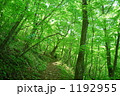 新緑の森の中を歩く