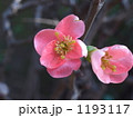 ボケの花
