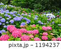 紫陽花園