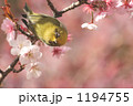 寒桜とこちらを見るメジロ
