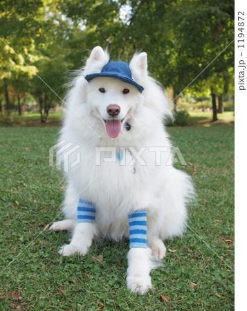 サモエド 犬 動物