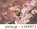 寒桜とたたずむメジロ