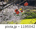 小原の四季桜
