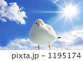 カモメ青空バック